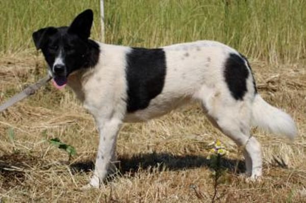 Aira - kinderliebe Familienhündin