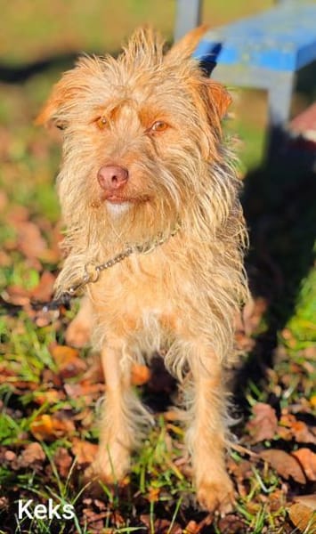 Der tolle Keks hat ggf. adelige Wurzeln