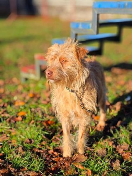 Der tolle Keks hat ggf. adelige Wurzeln