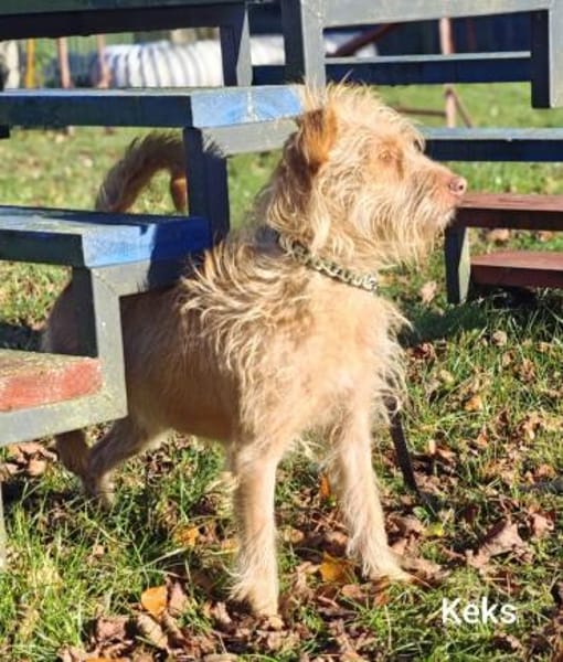 Der tolle Keks hat ggf. adelige Wurzeln