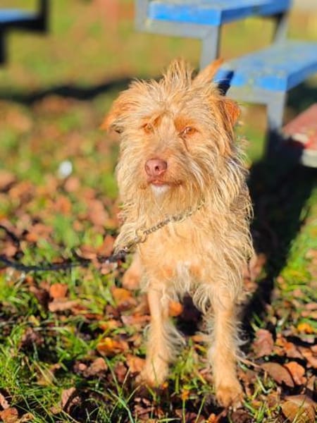 Der tolle Keks hat ggf. adelige Wurzeln