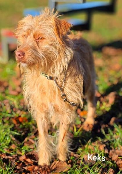 Der tolle Keks hat ggf. adelige Wurzeln