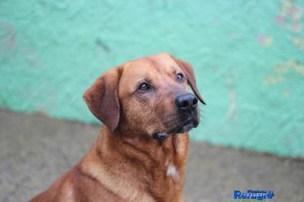 Liebenswerter Boston sucht Endstelle