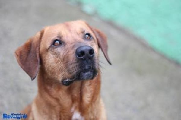 Liebenswerter Boston sucht Endstelle