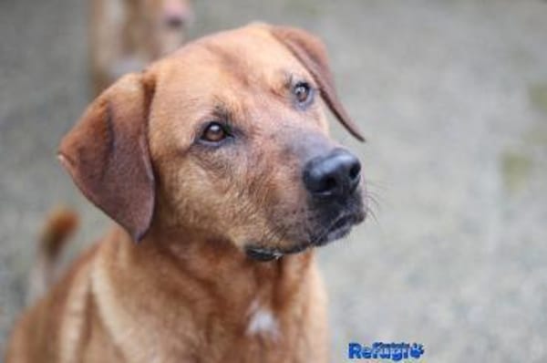 Liebenswerter Boston sucht Endstelle