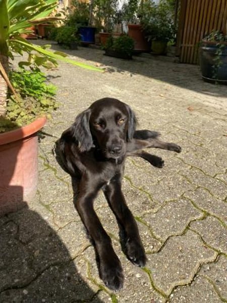 Fredi auf der Suche nach seinen Herzensm