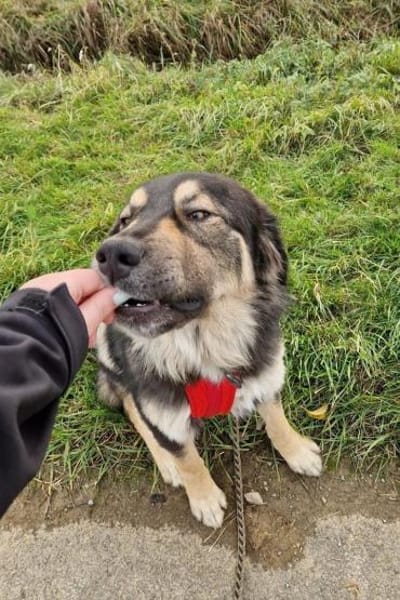 Aramis 💗 wartet in 31812 Bad Pyrmont