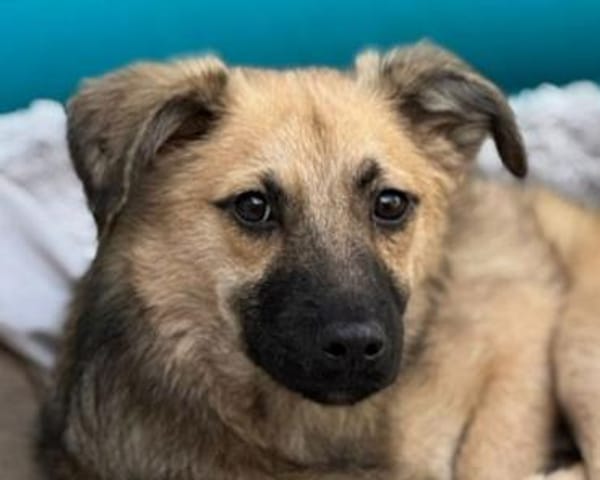 LUKE-süßer,zutraulicher Jung-Rüde,43 cm