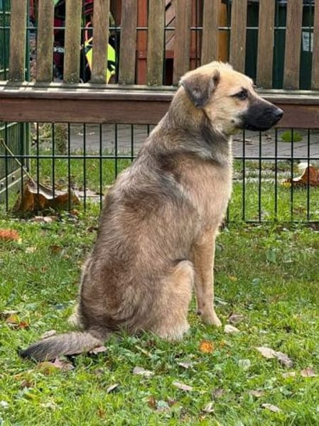 LUKE-süßer,zutraulicher Jung-Rüde,43 cm