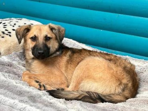 LUKE-süßer,zutraulicher Jung-Rüde,43 cm