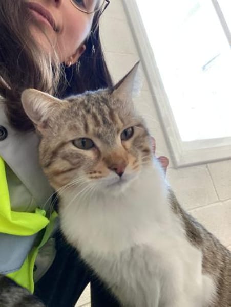 Gildo - Verschmuster Turbo-Diesel