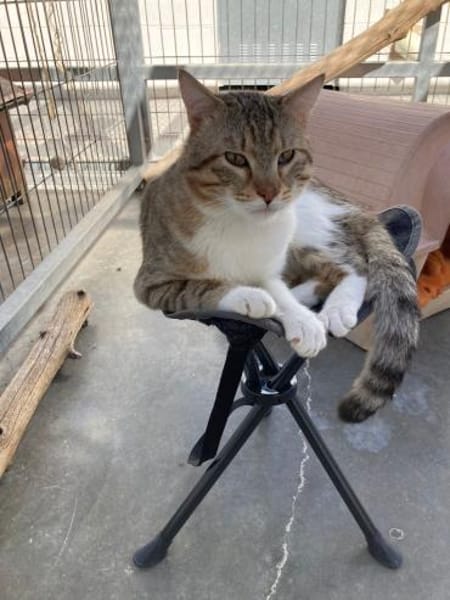 Gildo - Verschmuster Turbo-Diesel