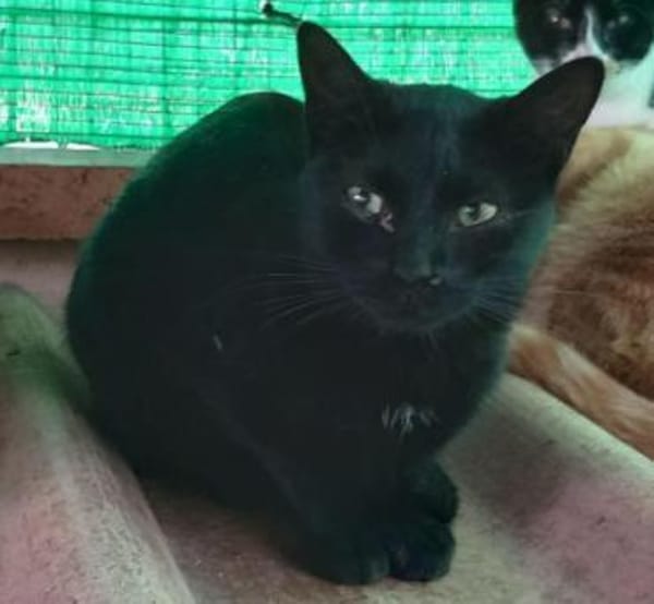 Beltzi sucht sein Glück bei Dir