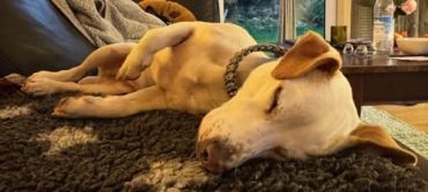 Manolo gibt nicht auf und sucht DIch