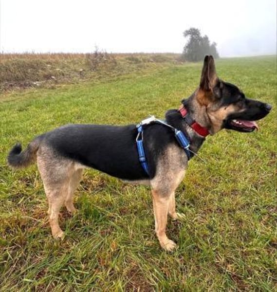 Junghündin Aponi auf PS