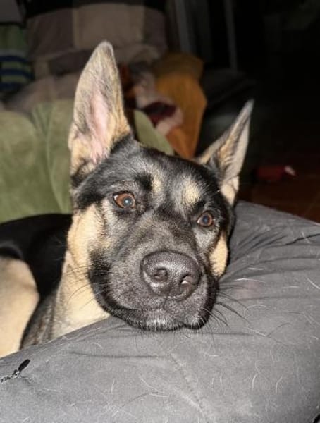 Junghündin Aponi auf PS