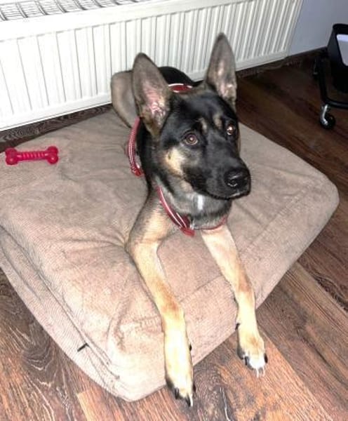 Junghündin Aponi auf PS