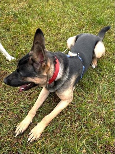 Junghündin Aponi auf PS