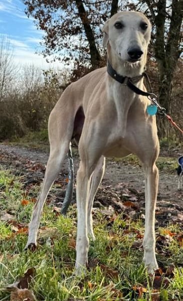 Stitch eine Seele v. Treue und Liebe