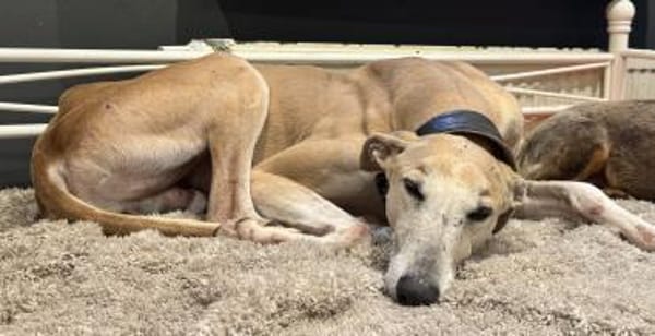 Stitch eine Seele v. Treue und Liebe