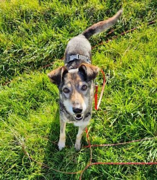 BRENDY -Lieb, anhänglich & ruhig-