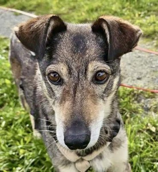 BRENDY -Lieb, anhänglich & ruhig-