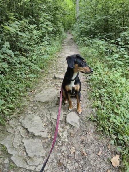 💕Maya💕 sucht sportliches Zuhause