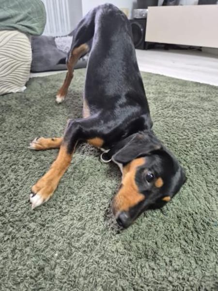 💕Maya💕 sucht sportliches Zuhause