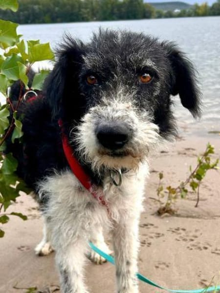 Seymur, verschmust, sanft, freundlich