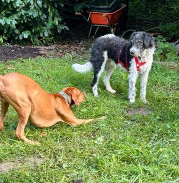 Seymur, verschmust, sanft, freundlich