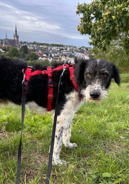 Seymur, verschmust, sanft, freundlich