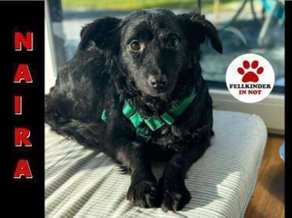 süße kleine Naira sucht eine Familie