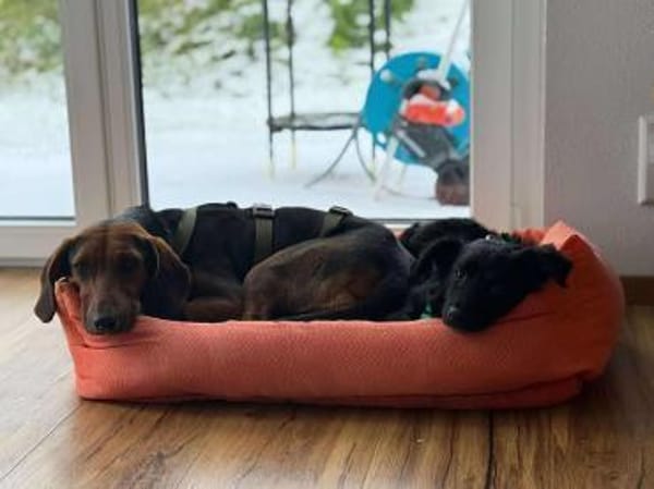 süße kleine Naira sucht eine Familie