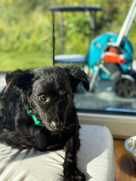 süße kleine Naira sucht eine Familie