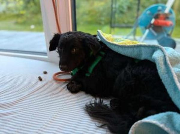 süße kleine Naira sucht eine Familie