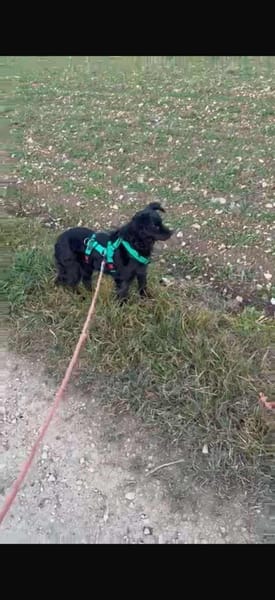 süße kleine Naira sucht eine Familie