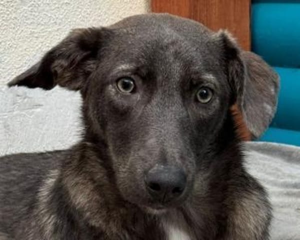 FLORA-wunderschöne Jung-Hündin, 44 cm