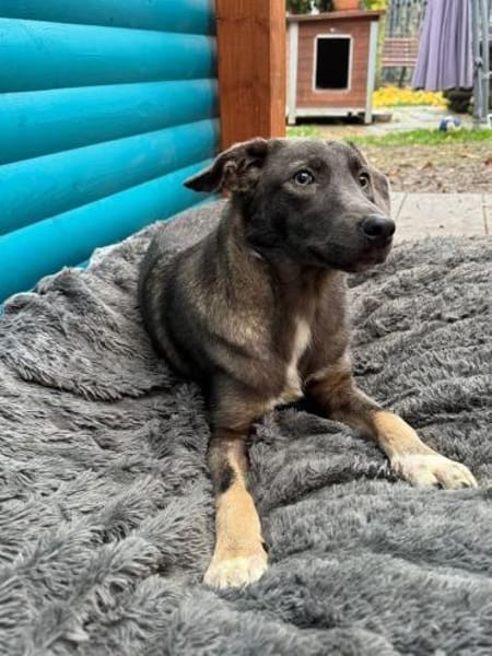 FLORA-wunderschöne Jung-Hündin, 44 cm