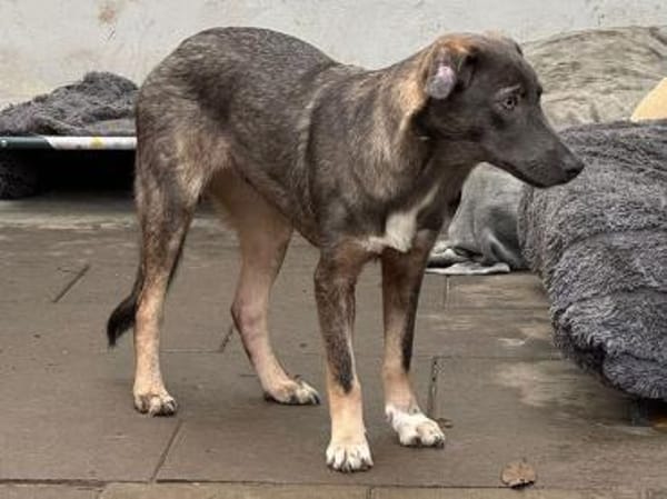 FLORA-wunderschöne Jung-Hündin, 44 cm