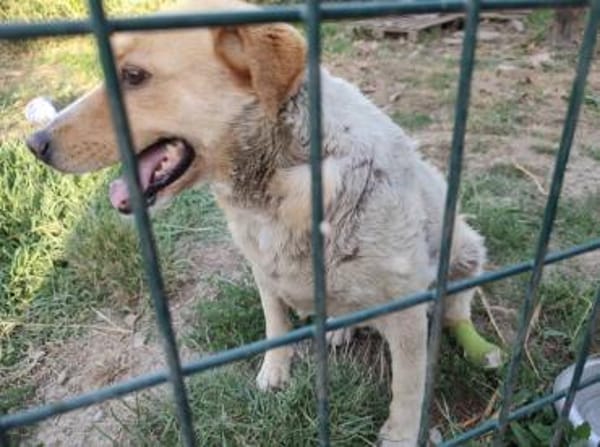 Kämpferin Megan sucht ihren Platz!