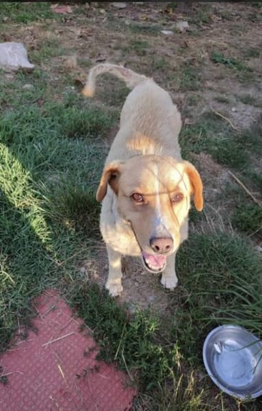 Kämpferin Megan sucht ihren Platz!