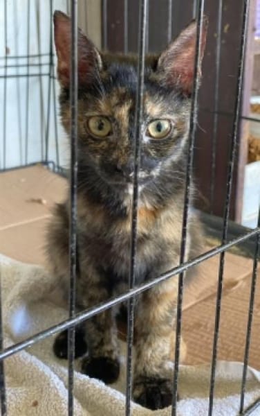 Bezaubernde Olivia sucht ein Zuhause