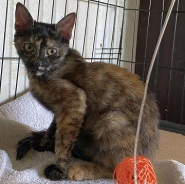 Bezaubernde Olivia sucht ein Zuhause