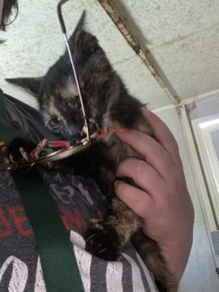 Bezaubernde Olivia sucht ein Zuhause