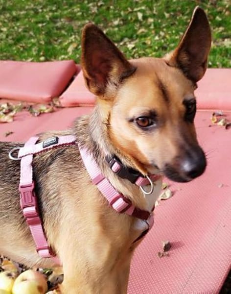 KIKA - wartet in 89312 Günzburg!