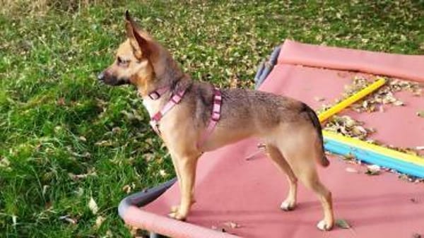 KIKA - wartet in 89312 Günzburg!