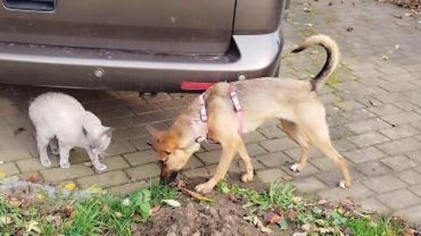 KIKA - wartet in 89312 Günzburg!