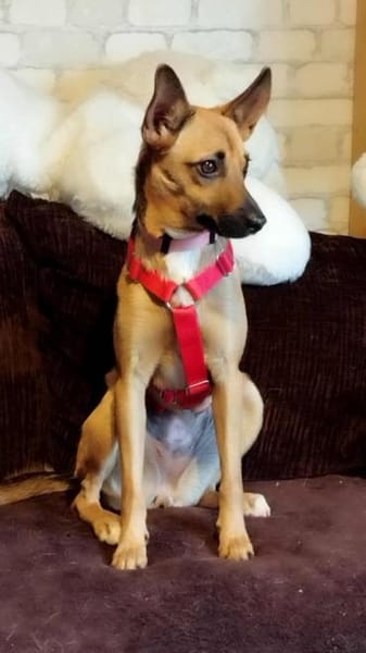 KIKA - wartet in 89312 Günzburg!