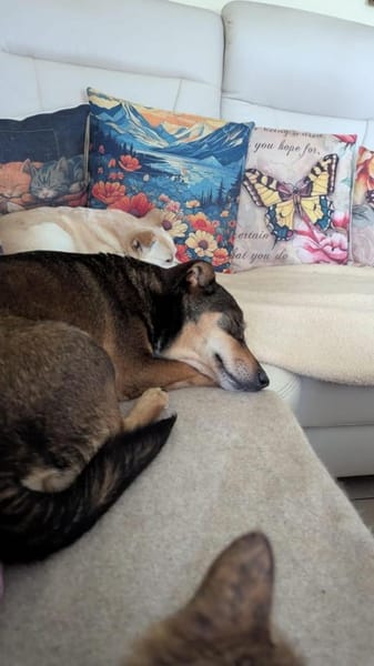 Lieber Quincy- nicht schön genug???