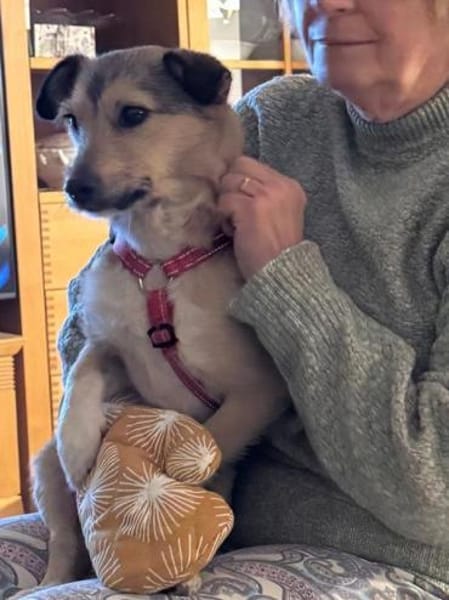 PEPPI-zauberhafte,wunderschöne Hündin